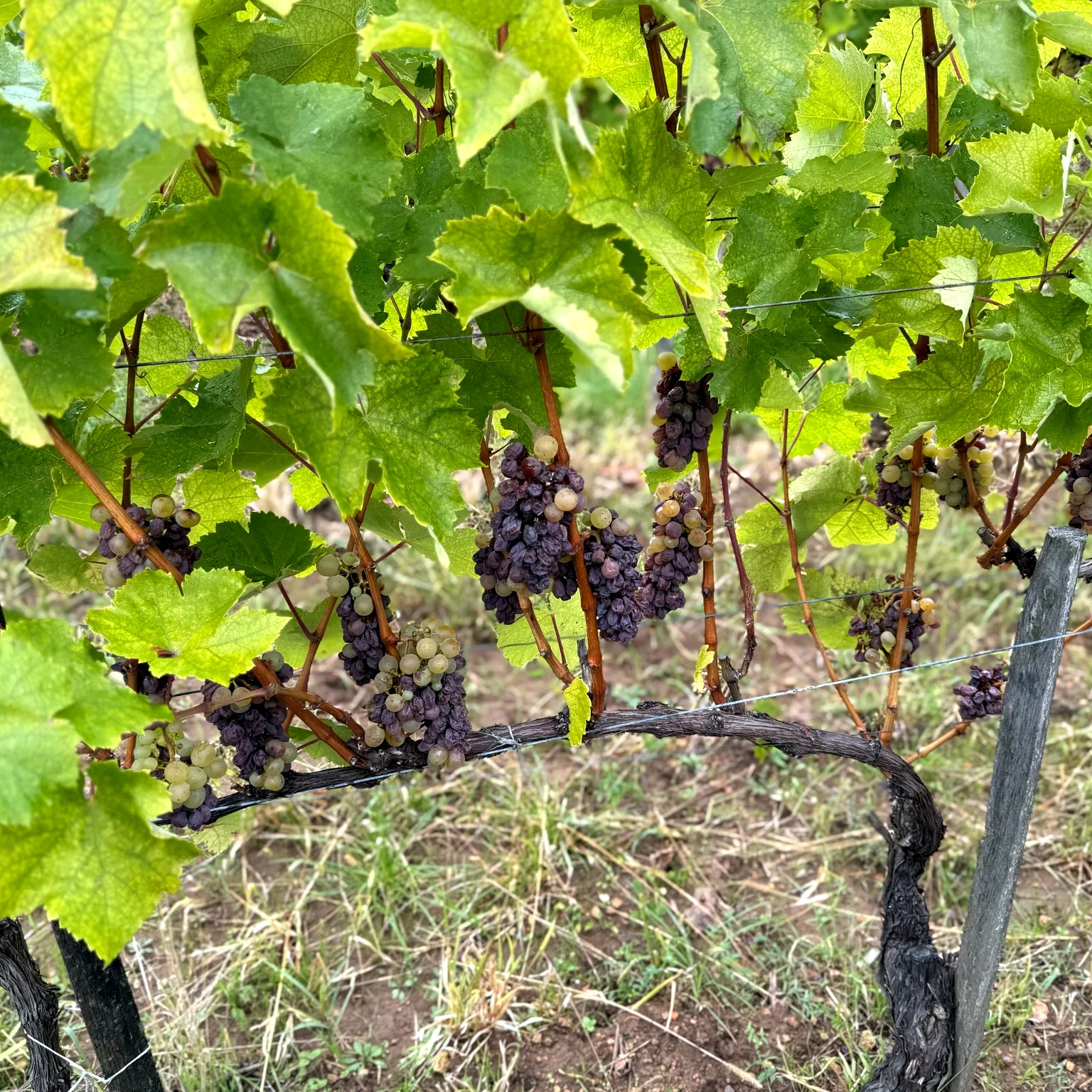 Aszúsodó fürtök a Király dűlőn