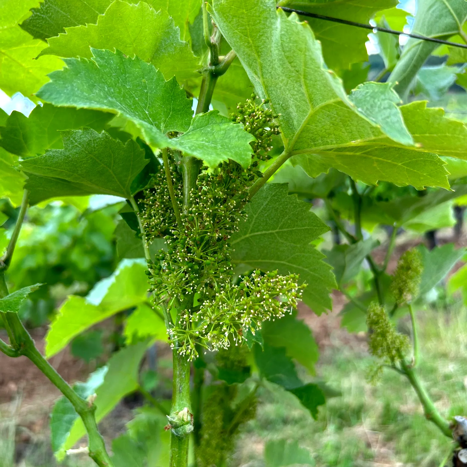 Virágzó szőlő közelről