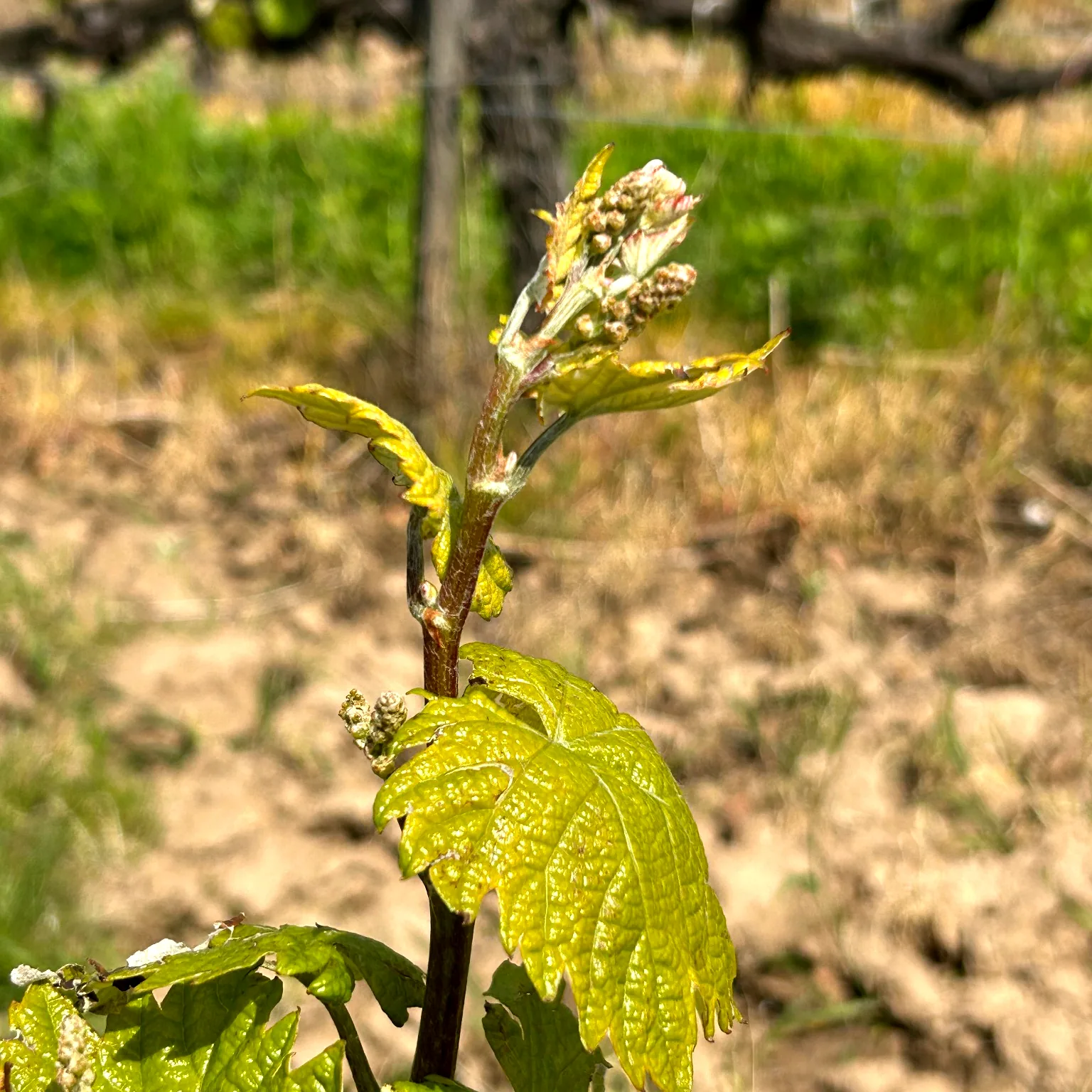Rügyfakadás a Király dűlőn