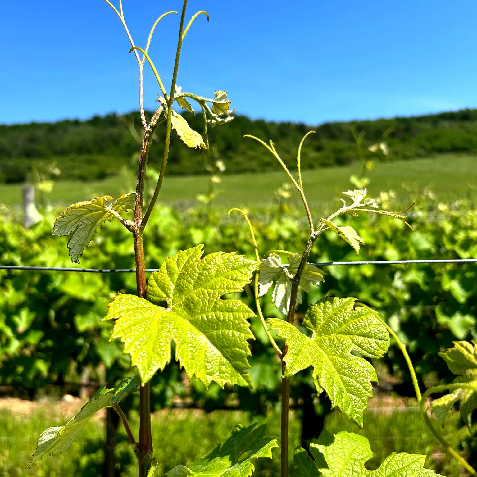 Fiatal hajtások a szőlőtőkén