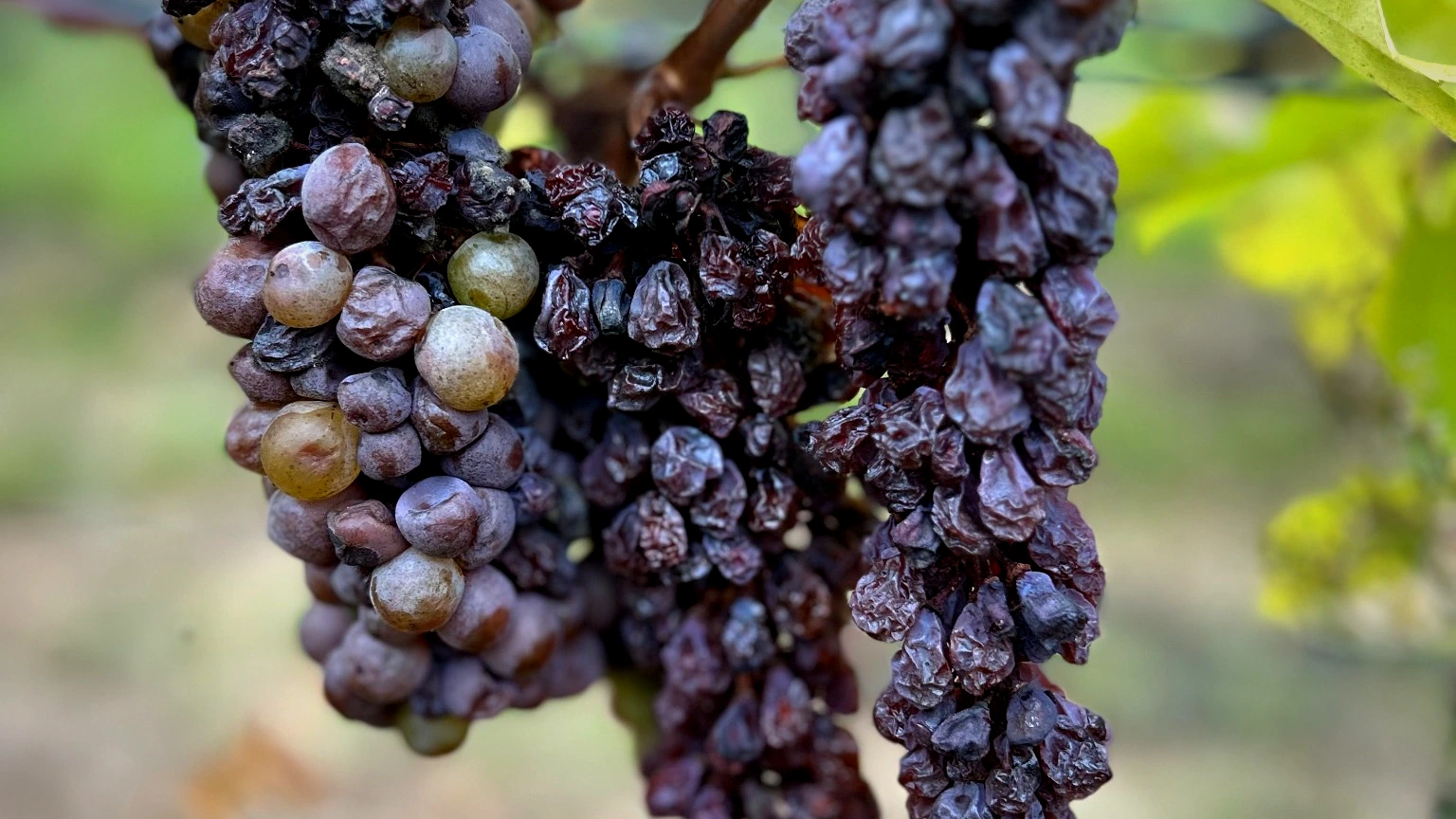 Aszúsodott furmint szőlőszemek a Király dűlőn